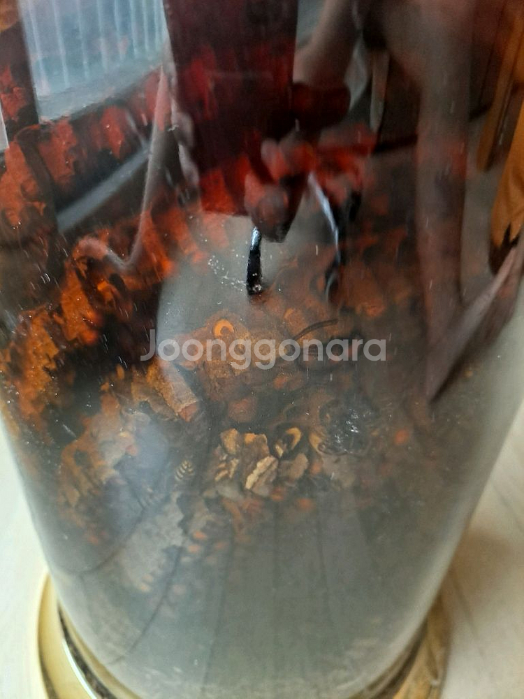 말벌주--1