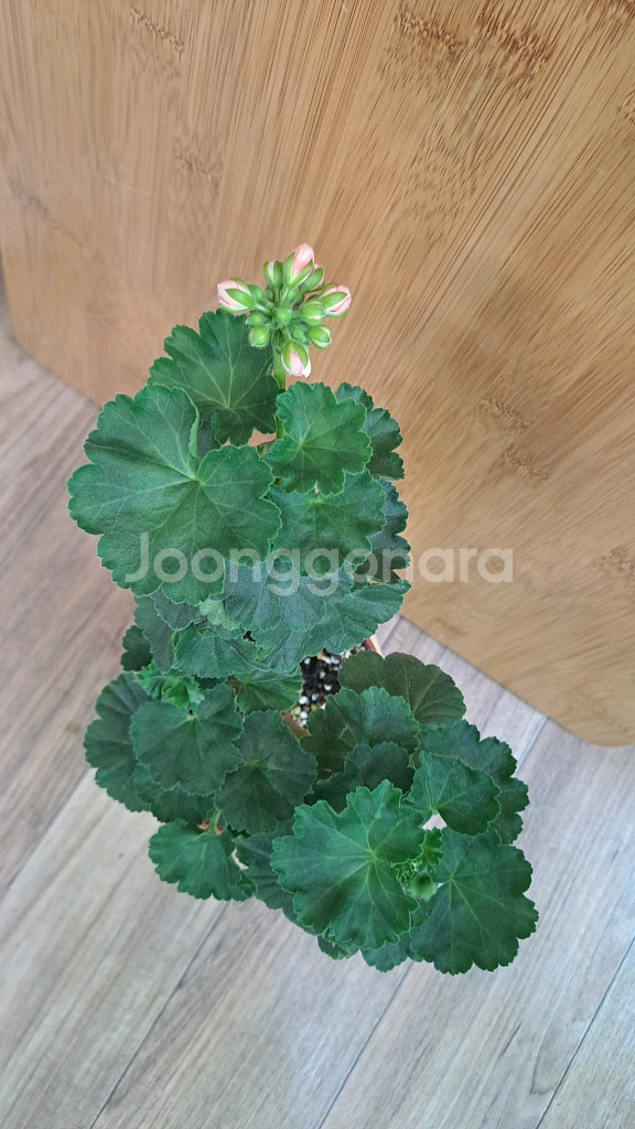 레드판도라 제라늄 중대품--1
