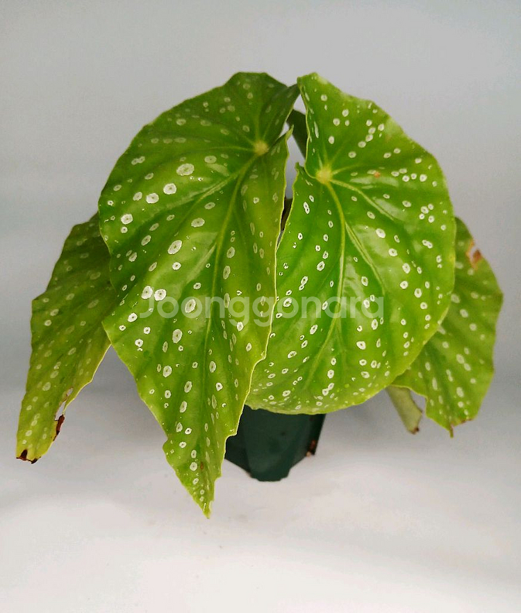 베고니아 아메노시즈쿠--0