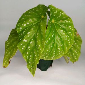 베고니아 아메노시즈쿠