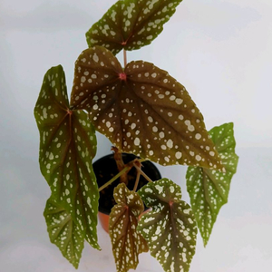 베고니아 휴고루버시