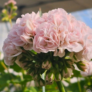 제라늄 p라일락꽃향기 중품