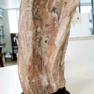 자연 수석 - 규화목