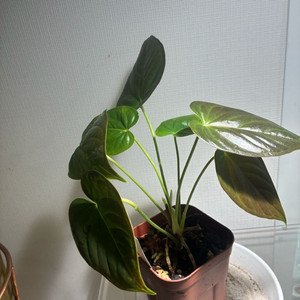 안스리움 무데아넘