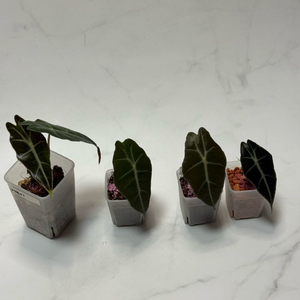 거북 알로카시아