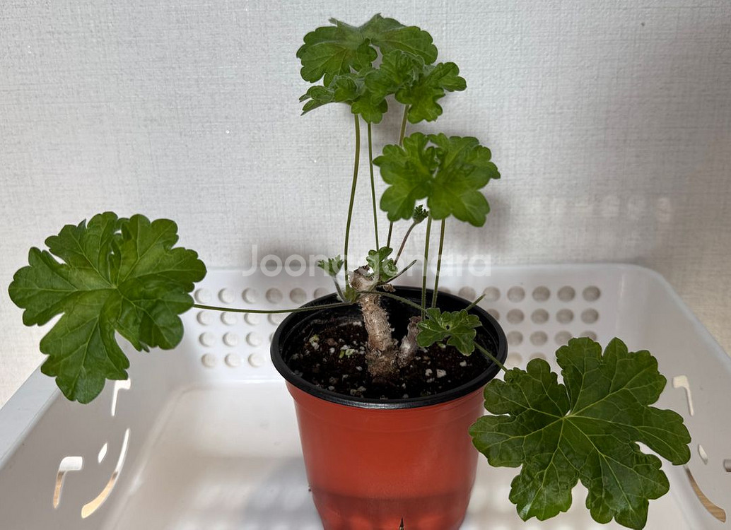 조날틱 제라늄 러쉬무어 사바--0