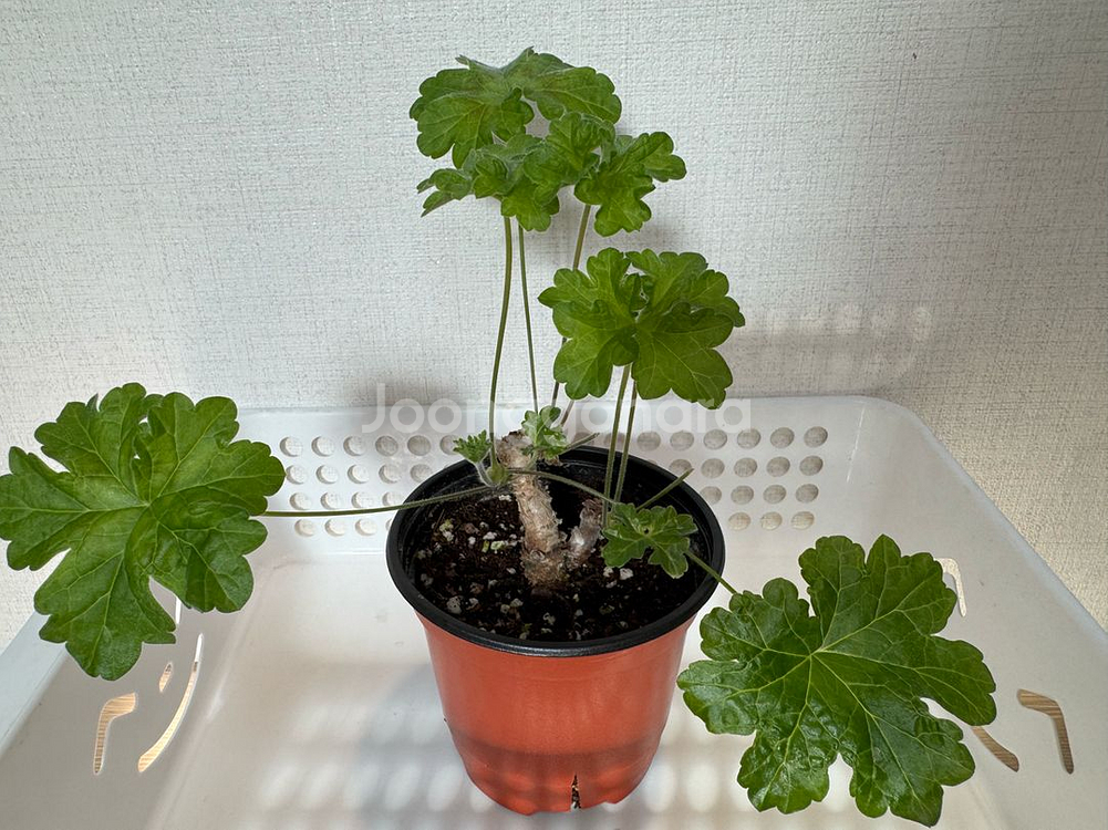 조날틱 제라늄 러쉬무어 사바--1