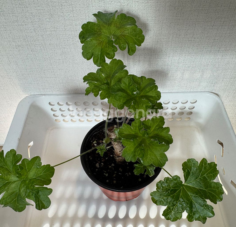 조날틱 제라늄 러쉬무어 사바--2