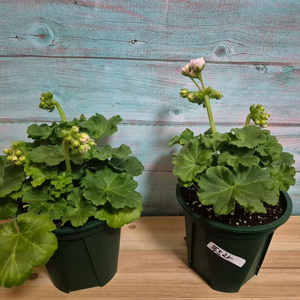 그라찌야 푸드라 러시아제라늄 택포