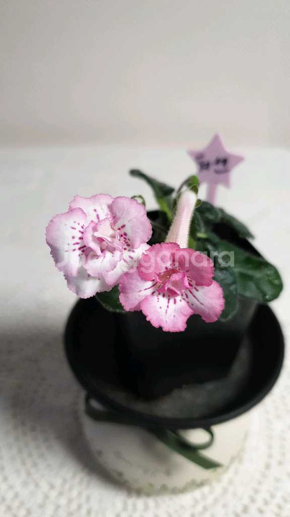 Yks luoshen(뤄센) 미니신닌기아--0