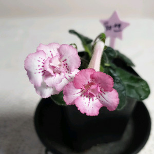 Yks luoshen(뤄센) 미니신닌기아