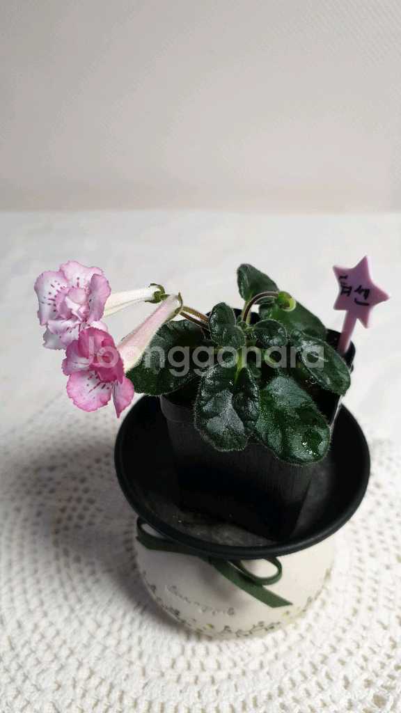 Yks luoshen(뤄센) 미니신닌기아--1