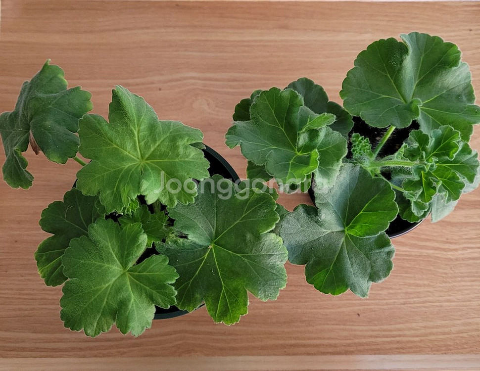 제라늄 2종 세트분양 택포--0