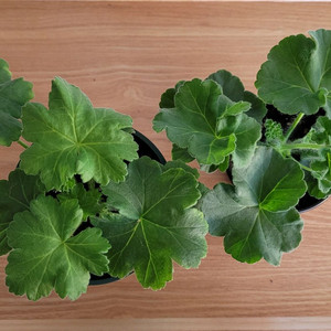 제라늄 2종 세트분양 택포