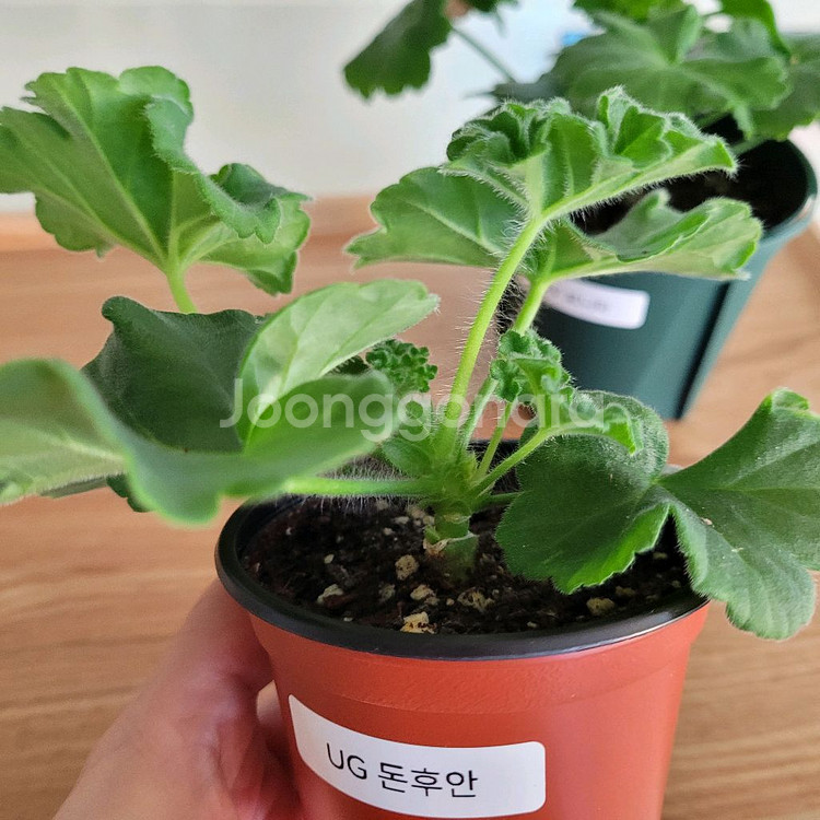 제라늄 2종 세트분양 택포--2