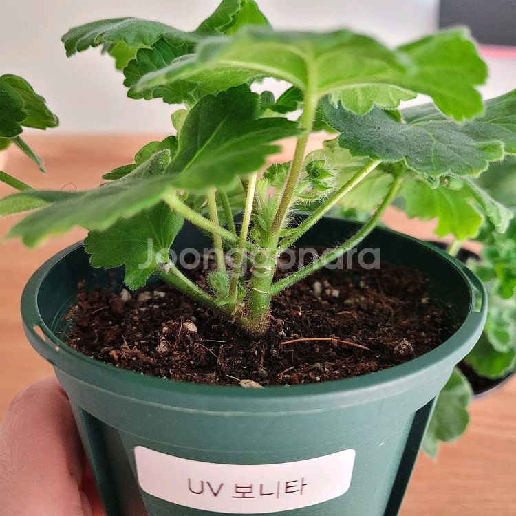 제라늄 2종 세트분양 택포--1