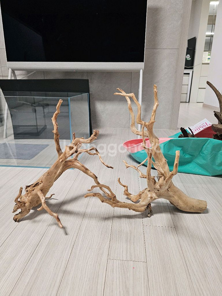 미사용 가지 유목--0