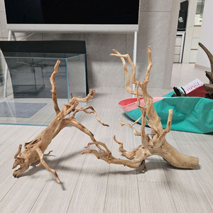 미사용 가지 유목