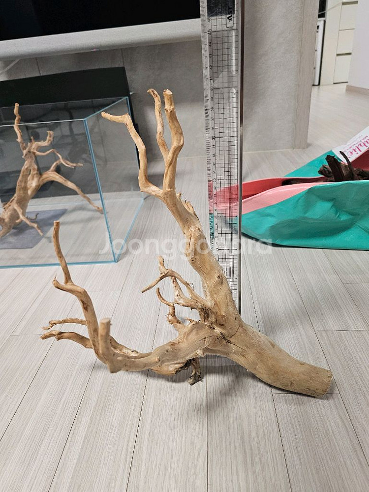 미사용 가지 유목--2