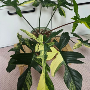 필로덴드론 플로리다뷰티 바리에가타