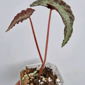 베고니아 바리아빌리스