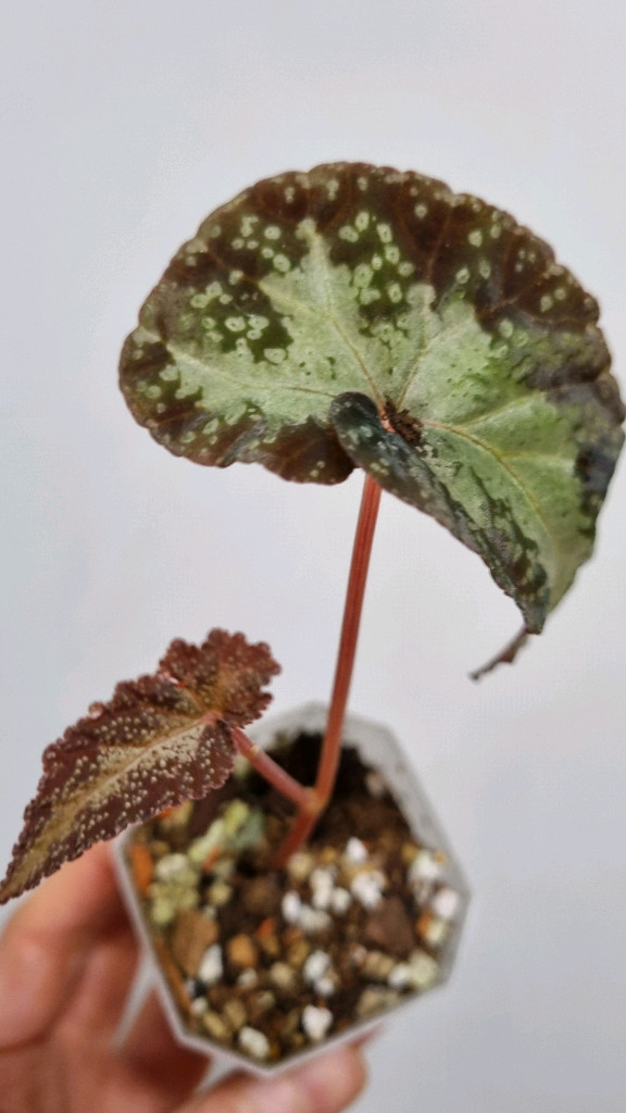 베고니아 바리아빌리스--1