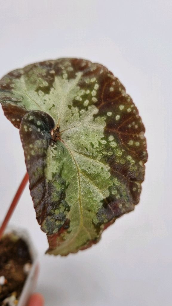 베고니아 바리아빌리스--2