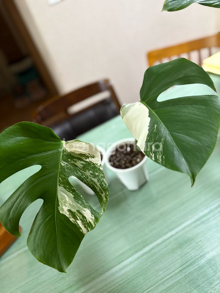 몬스테라알보--0