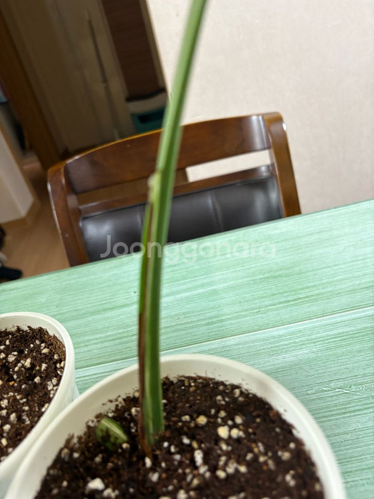 몬스테라알보--3