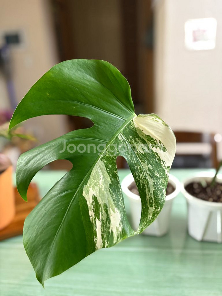 몬스테라알보--2