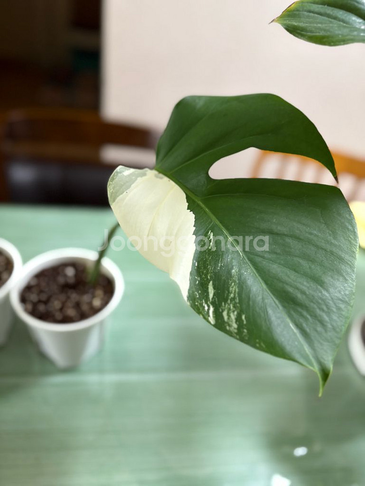 몬스테라알보--1