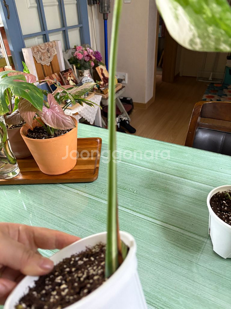 몬스테라알보--4