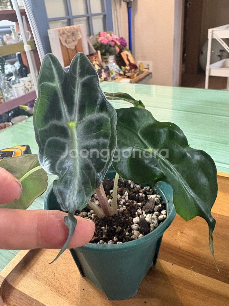 알로카시아베놈--0