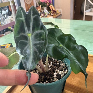 알로카시아베놈