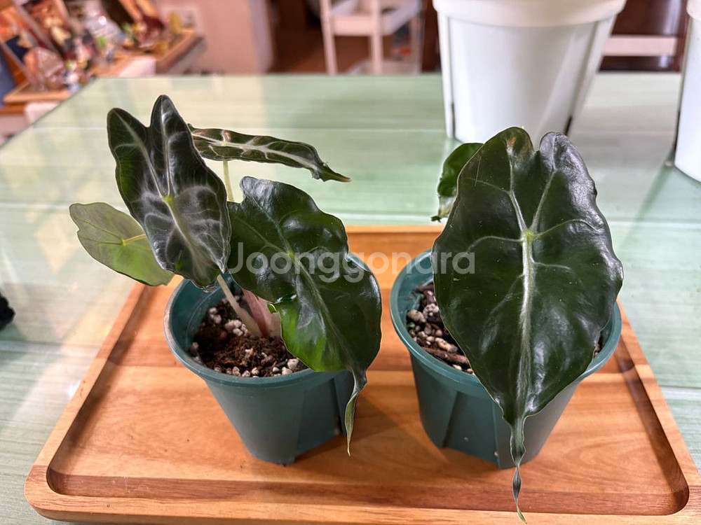 알로카시아베놈--1