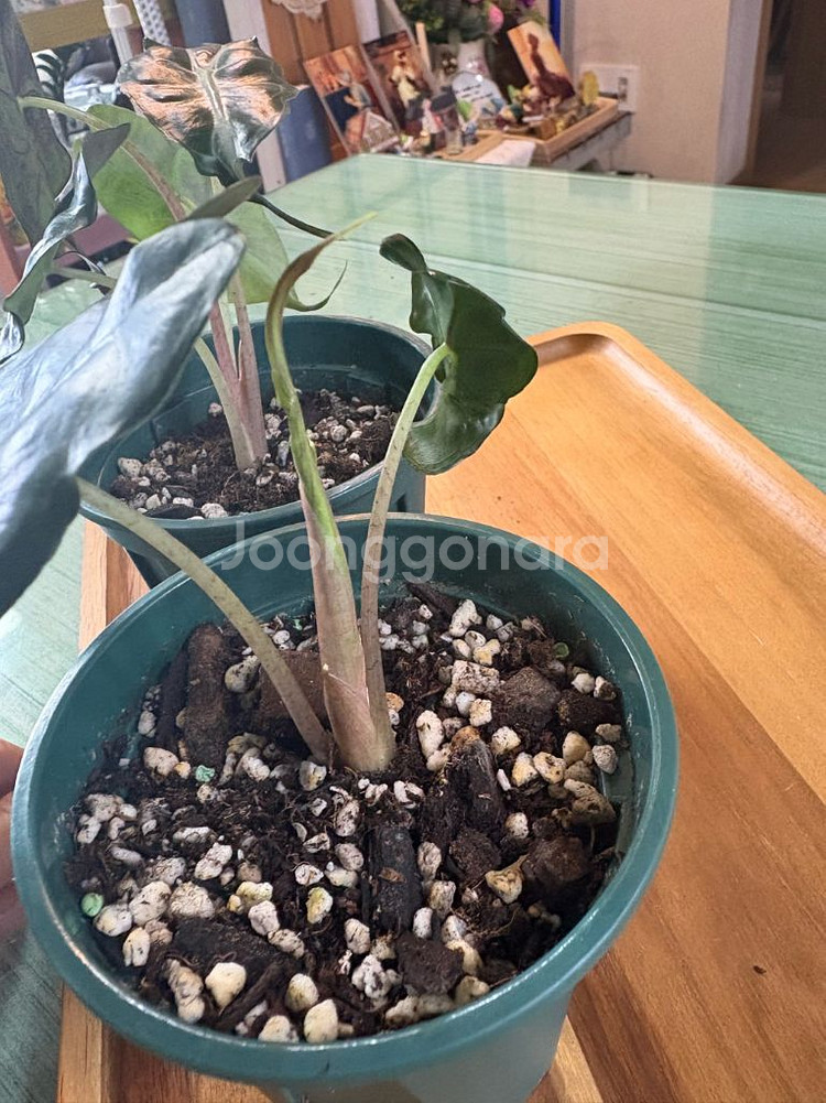 알로카시아베놈--3