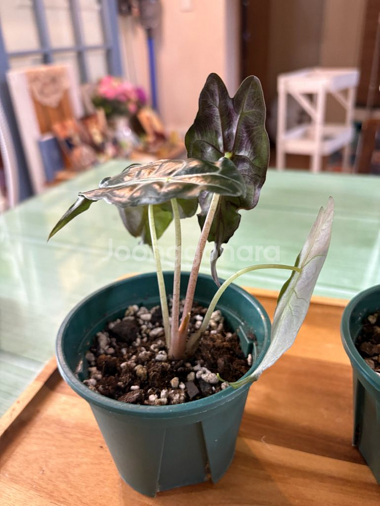 알로카시아베놈--5