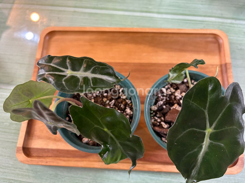 알로카시아베놈--2