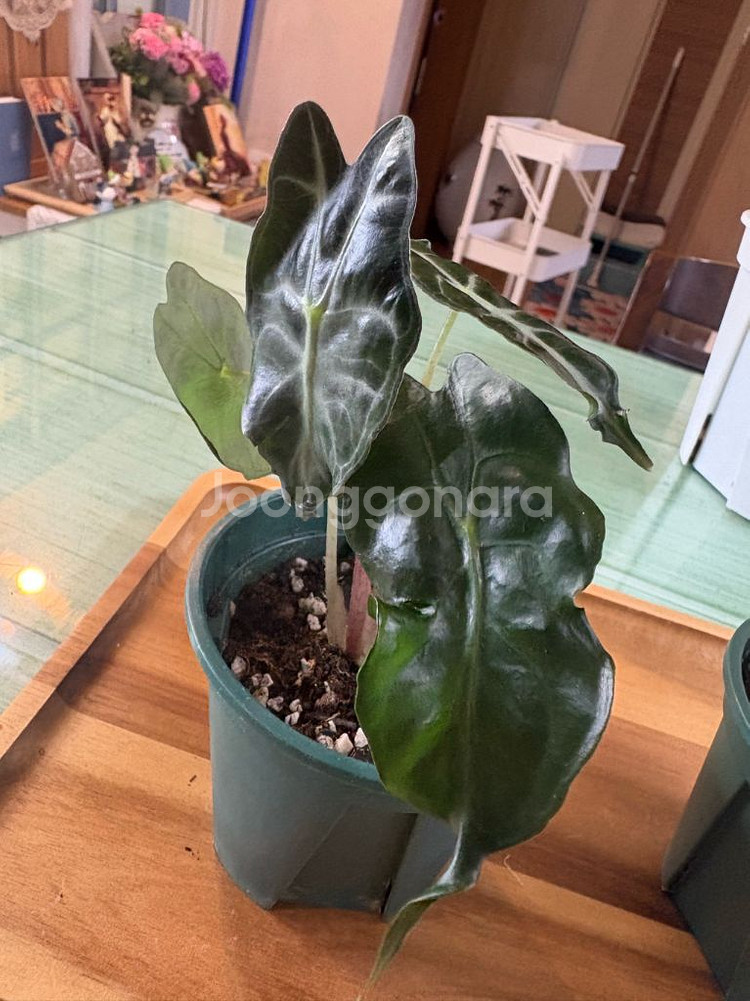 알로카시아베놈--4