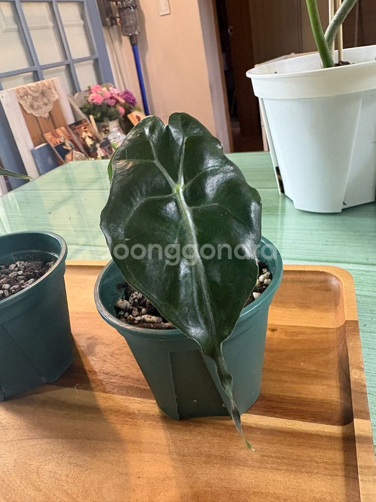 알로카시아베놈--6