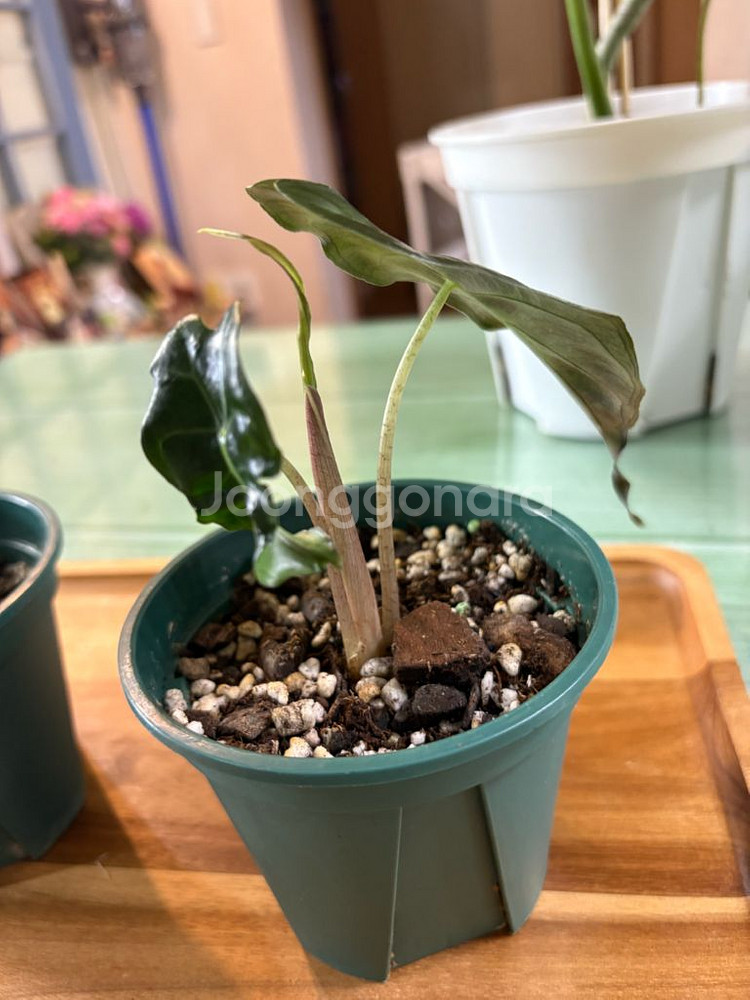 알로카시아베놈--7