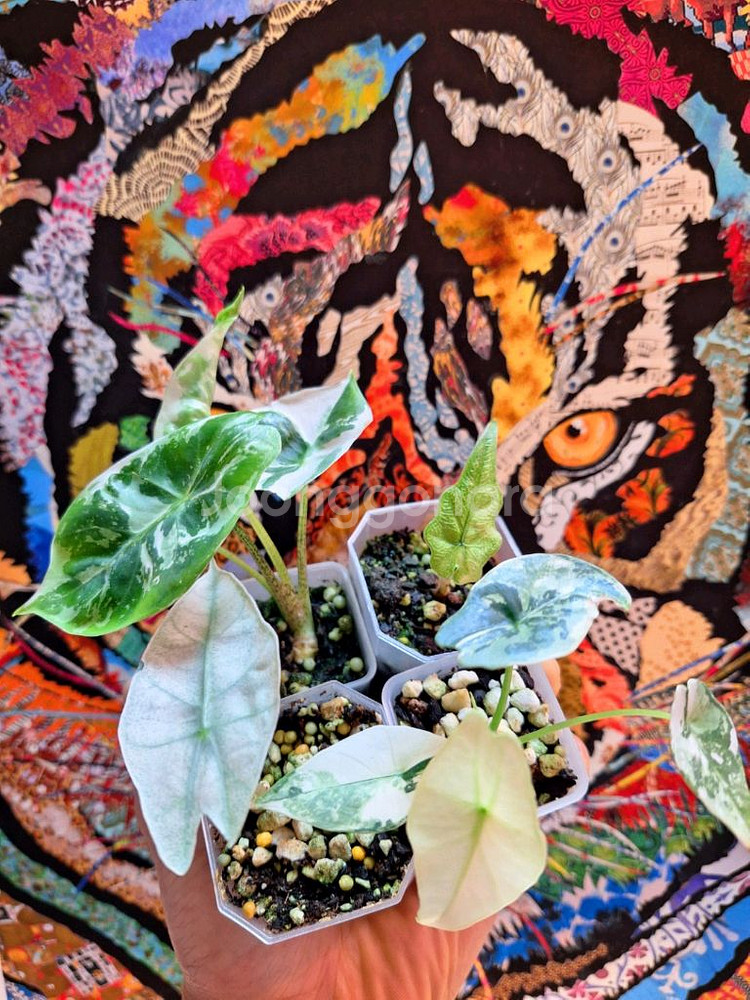 알로카시아 심포,미스틱,롱기로바,폴리--0