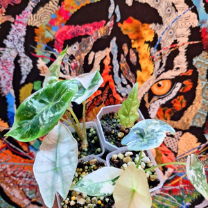 알로카시아 심포,미스틱,롱기로바,폴리