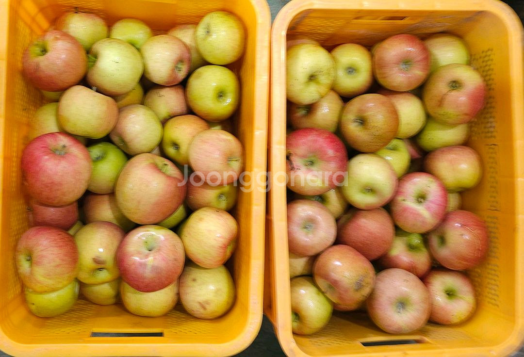 못난이사과 10kg 가정용흠과 미색기지사과 판매합니다--0