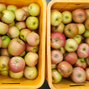 못난이사과 10kg 가정용흠과 미색기지사과 판매합니다