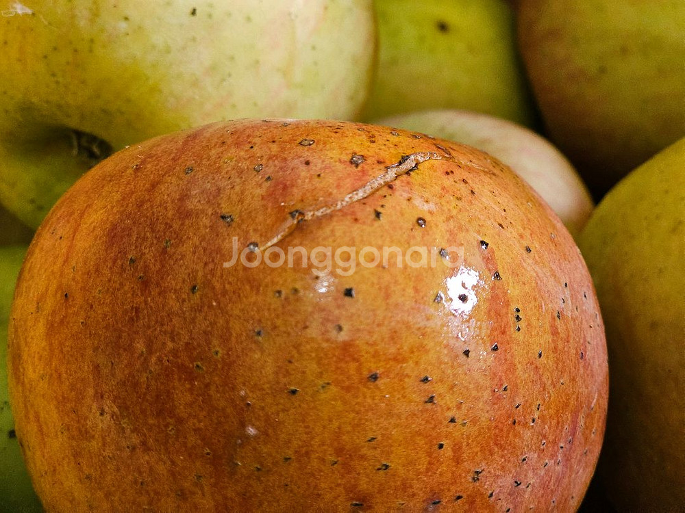 못난이사과 10kg 가정용흠과 미색기지사과 판매합니다--1