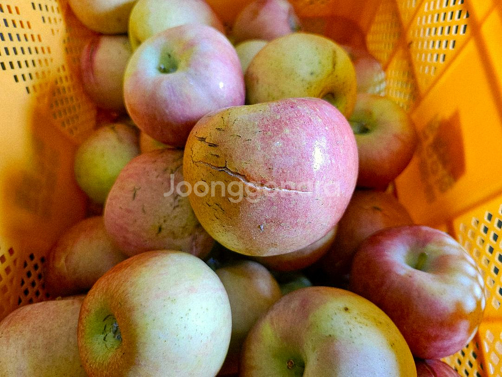 못난이사과 10kg 가정용흠과 미색기지사과 판매합니다--2