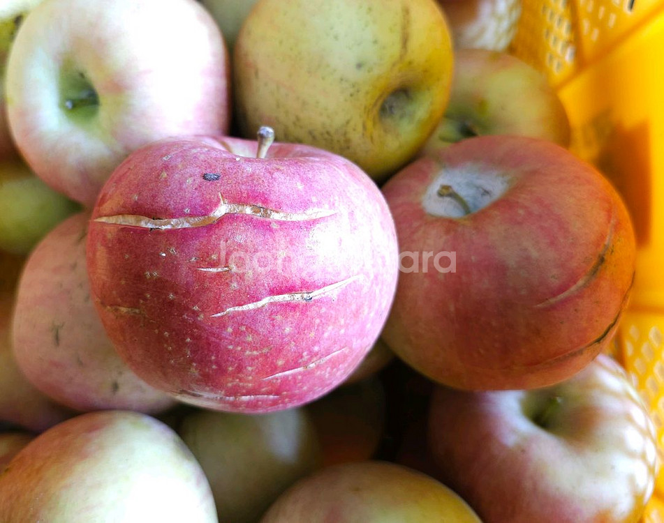 못난이사과 10kg 가정용흠과 미색기지사과 판매합니다--3