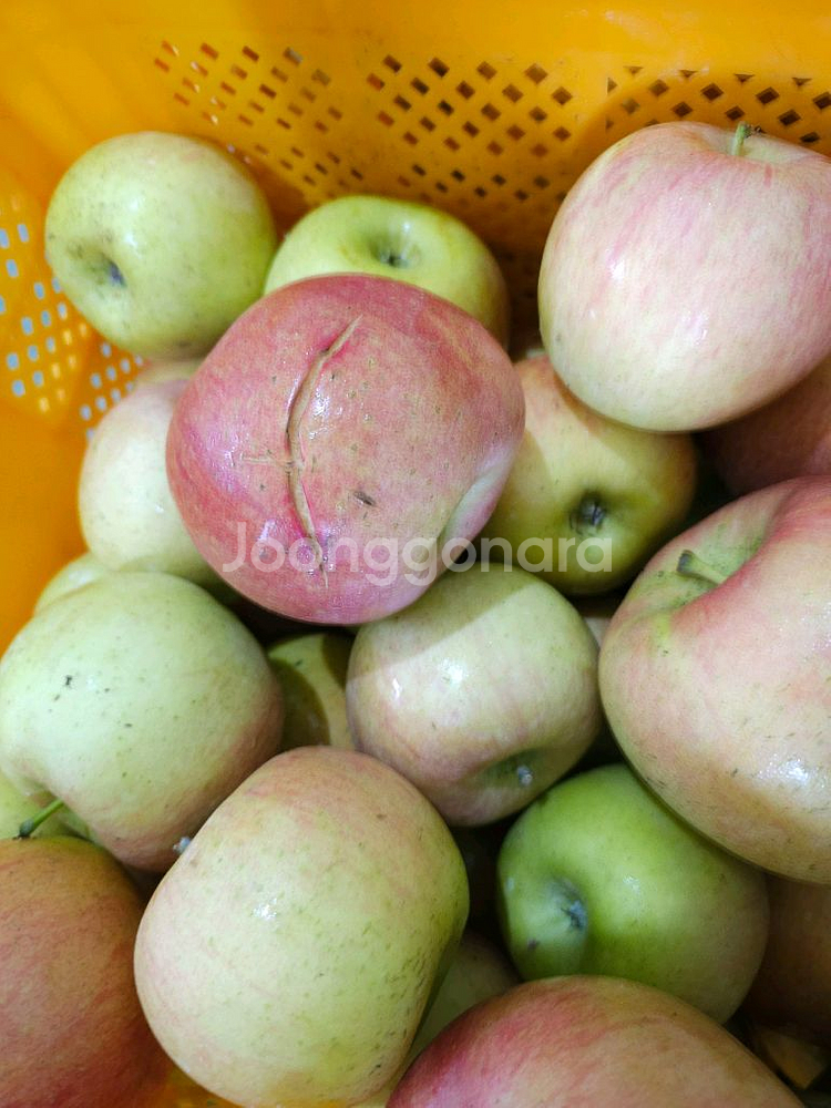 못난이사과 10kg 가정용흠과 미색기지사과 판매합니다--4