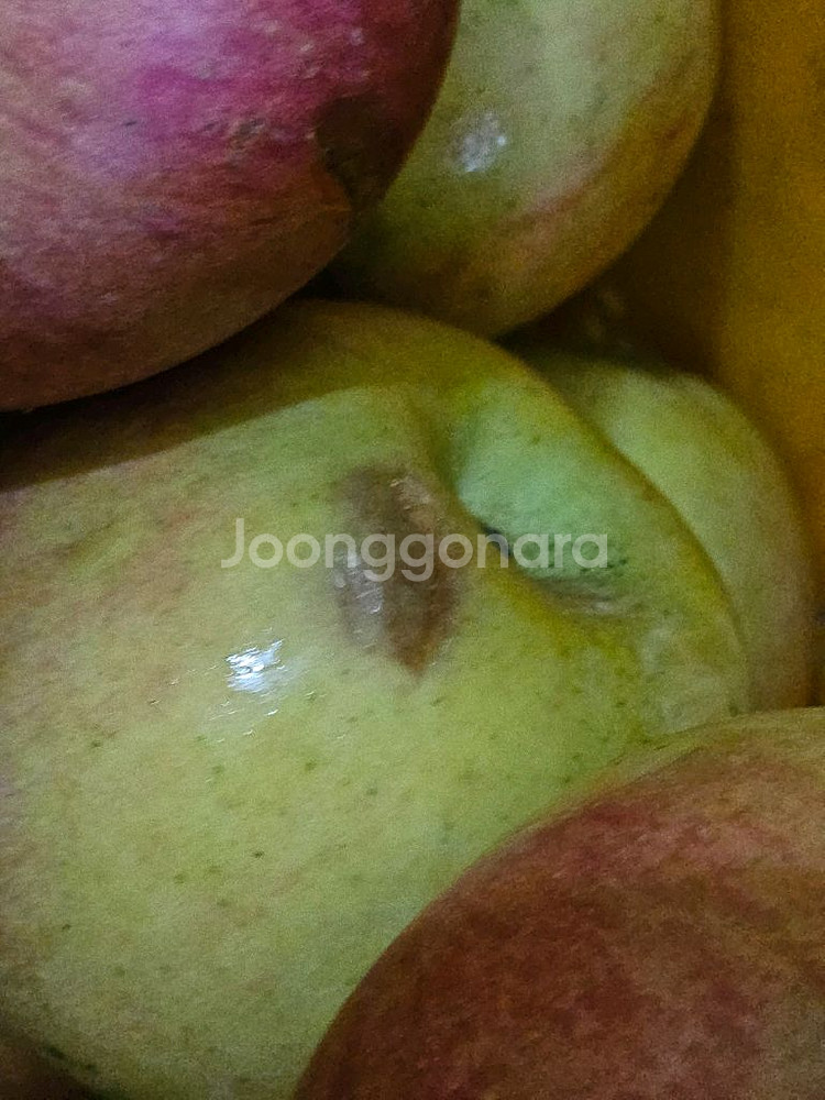 못난이사과 10kg 가정용흠과 미색기지사과 판매합니다--6